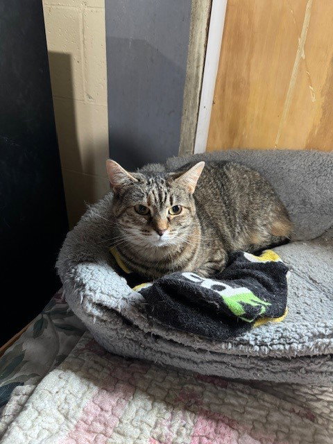 DOROTHY (GOLDEN GIRLS) - Tabby / Domestic Short Hair available for adoption