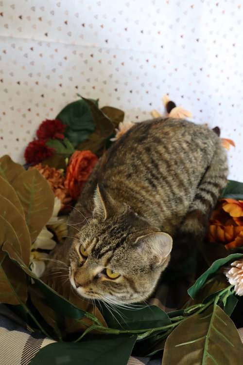 ROSE (GOLDEN GIRLS) - Tabby / Domestic Short Hair available for adoption