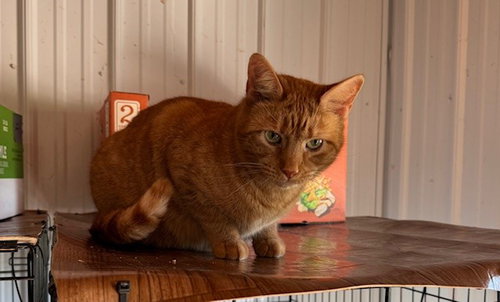 WALLY - Domestic Medium Hair available for adoption