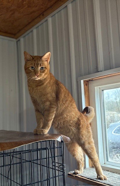 adoptable Cat in Apollo, PA named Wally