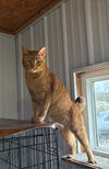 adoptable Cat in apollo, PA named Wally