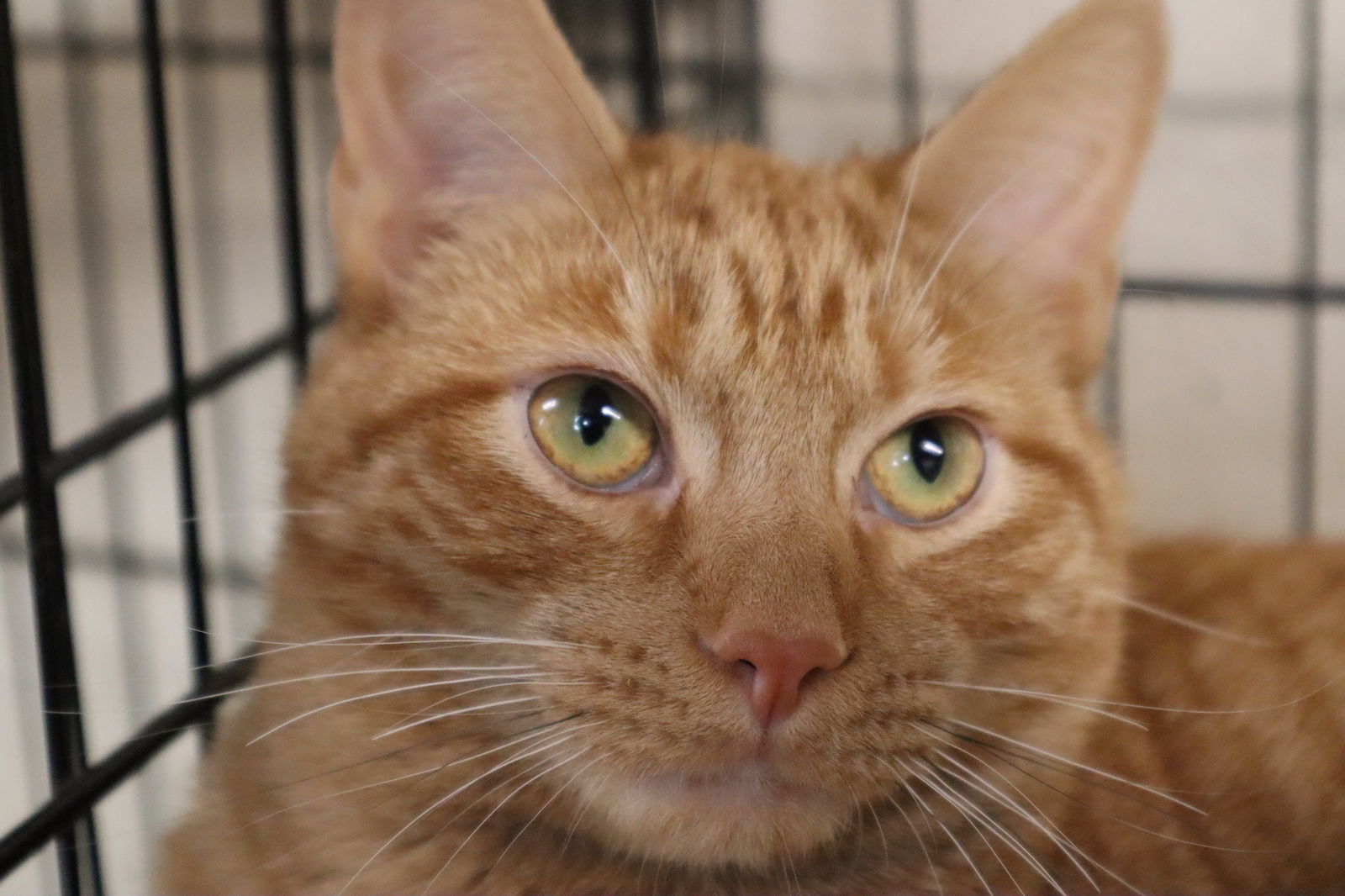 adoptable Cat in Apollo, PA named Wally