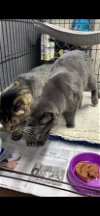 adoptable Cat in apollo, PA named Harper (Formerly Tabby-Cat)