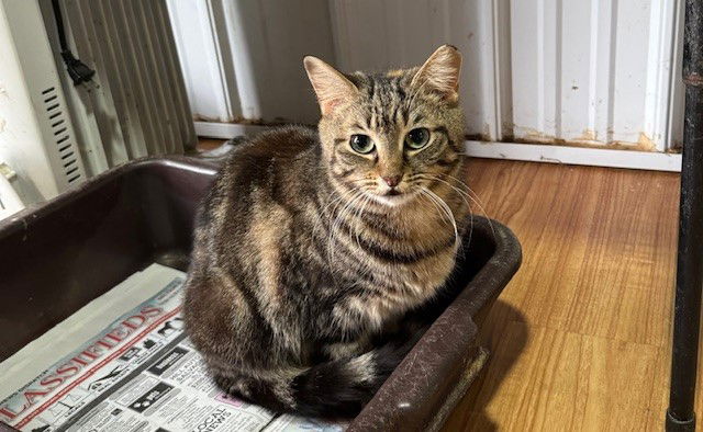 adoptable Cat in Apollo, PA named Maxine
