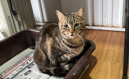 MAXINE - Domestic Short Hair available for adoption