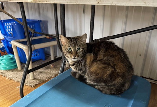 MAXINE - Domestic Short Hair available for adoption