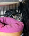 adoptable Cat in apollo, PA named Maxine