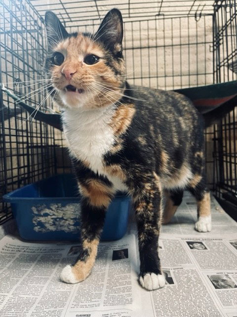 PURDY - Domestic Short Hair available for adoption