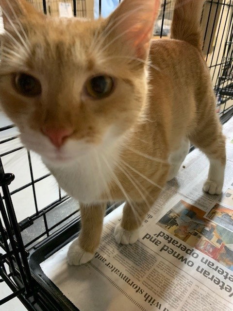 HOLLY - Domestic Medium Hair available for adoption