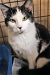 adoptable Cat in apollo, PA named Doodle