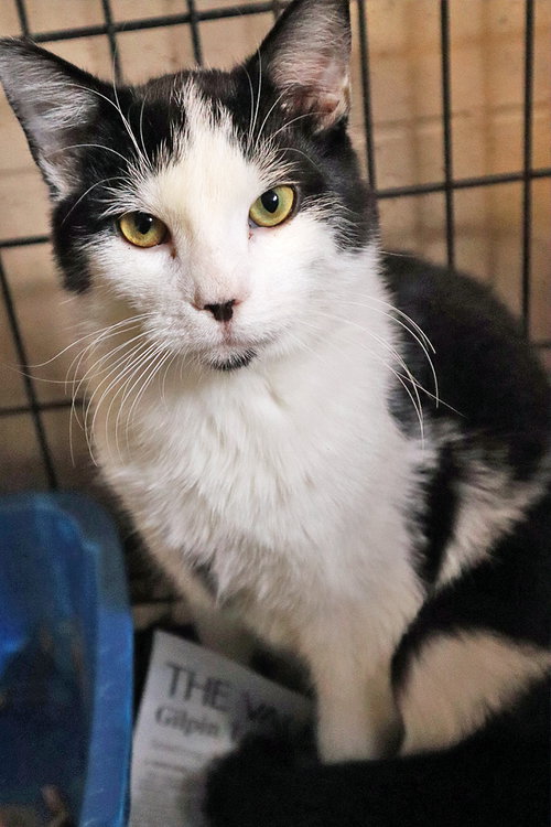 DOODLE - Domestic Short Hair available for adoption