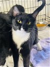 adoptable Cat in apollo, PA named Lily