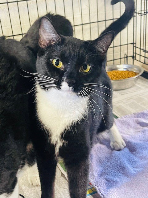LILY - Domestic Short Hair available for adoption