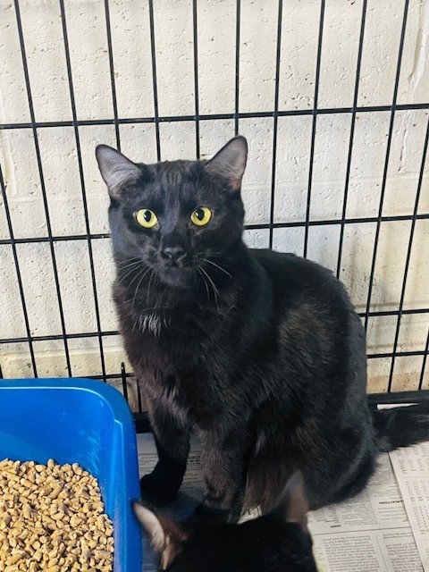 LACI - Domestic Short Hair available for adoption