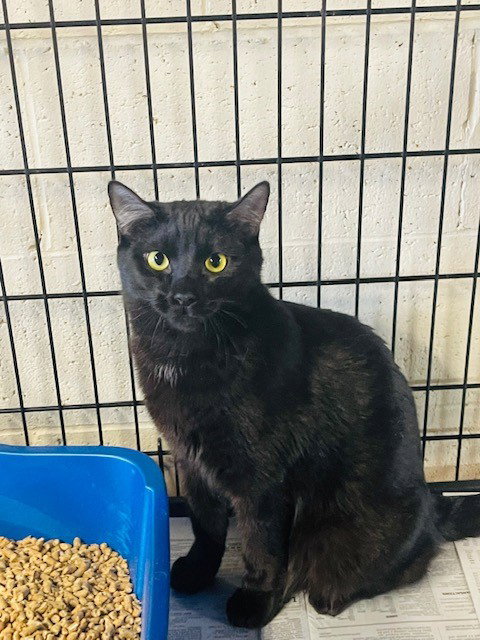 LACI - Domestic Short Hair available for adoption