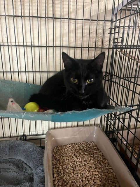 picture of the cat needing adoption