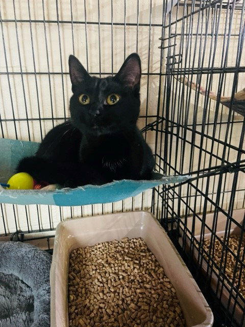 TULLY - Domestic Short Hair available for adoption