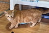 adoptable Cat in apollo, PA named Twix