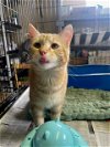 adoptable Cat in apollo, PA named Twix