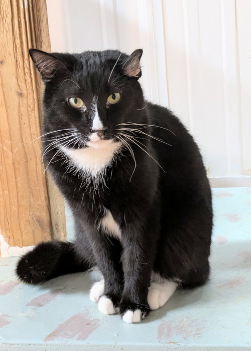 CURLY (GEORGE) - Domestic Medium Hair / Tuxedo available for adoption