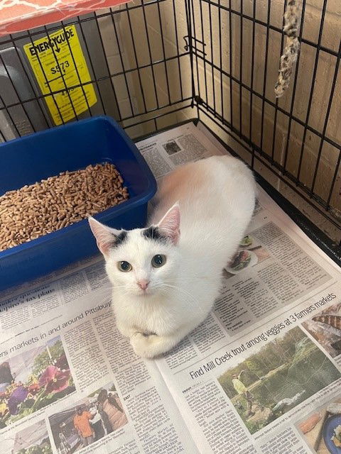 adoptable Cat in Apollo, PA named Regina