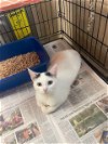 adoptable Cat in apollo, PA named Regina