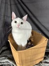 adoptable Cat in apollo, PA named Regina