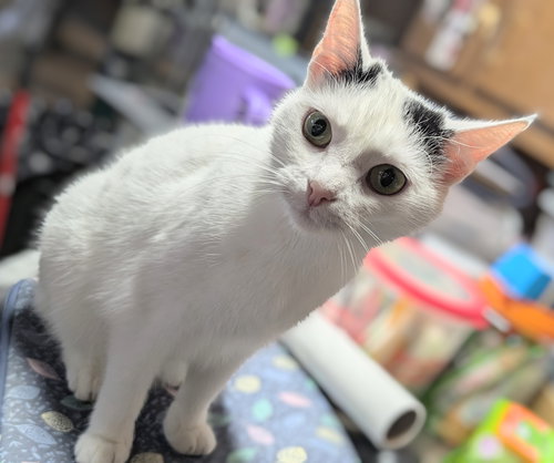 REGINA - Domestic Short Hair available for adoption
