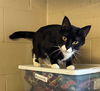 adoptable Cat in apollo, PA named Kayla