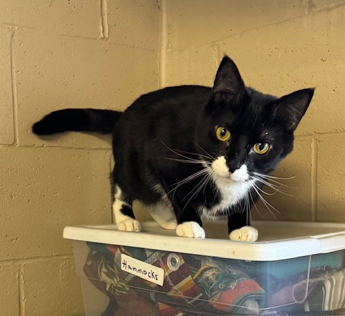 KAYLA - Tuxedo available for adoption