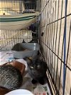 adoptable Cat in  named Lizzy