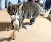 adoptable Cat in  named Candy