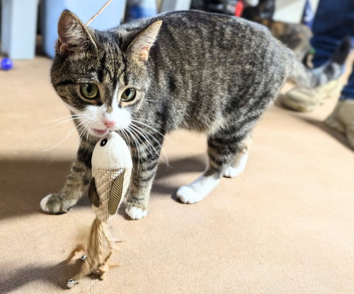 CANDY - Domestic Medium Hair / Tabby available for adoption