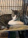 adoptable Cat in  named Cry Baby