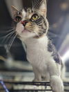 adoptable Cat in apollo, PA named Cry Baby
