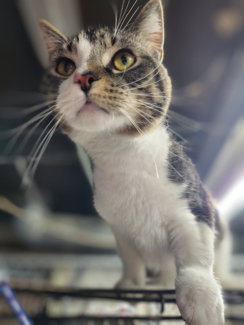 CRY BABY - Domestic Medium Hair / Tabby available for adoption