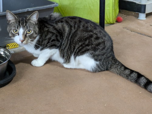 CRY BABY - Domestic Medium Hair / Tabby available for adoption