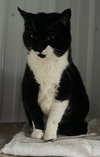 Pickles (Dottie) - Photo 2