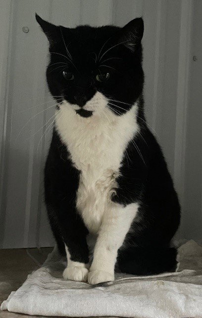 PICKLES (DOTTIE) - Domestic Short Hair available for adoption