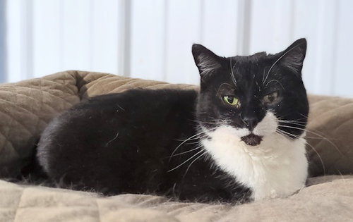 PICKLES (DOTTIE) - Domestic Short Hair available for adoption