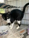 adoptable Cat in apollo, PA named Dottie