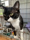 Pickles (Dottie) - Photo 4