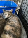 adoptable Cat in apollo, PA named Nancy
