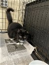 adoptable Cat in apollo, PA named Diamond