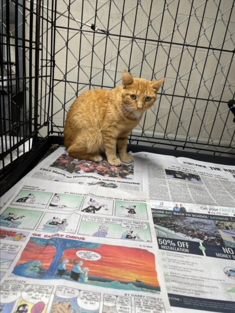 SABRINA - Manx available for adoption