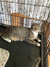 adoptable Cat in apollo, PA named Olivia Walton