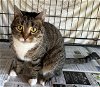 adoptable Cat in , PA named Itty Bitty