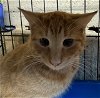 adoptable Cat in  named Butterscotch
