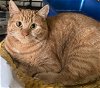 adoptable Cat in apollo, PA named Dynamite