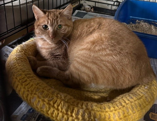 DYNAMITE - Manx / Domestic Short Hair available for adoption
